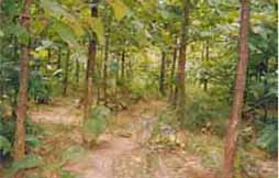 Teak Plantation -1998 Image