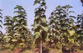 Teck Teak Plantation 1999