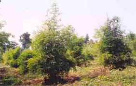 Bamboo Plantation 2000