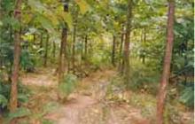 Teak Plantation -1998 image Teak Plantation -1998