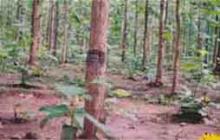 Teak Plantation - 1977 image Teak Plantation - 1977