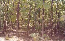 Teak Plantation - 1992 image Teak Plantation - 1992
