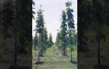 Teak Plantation - 3 year old image Teak Plantation - 3 year old