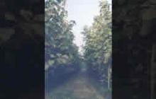 Teak Plantation - 2000 image Teak Plantation - 2000