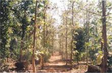 Teak Plantation- 1988 image Teak Plantation- 1988