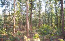 Teak Plantation 01 - 1990 image Teak Plantation 01 - 1990