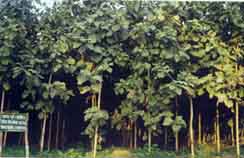 Teak Plantation - 2000 Image1