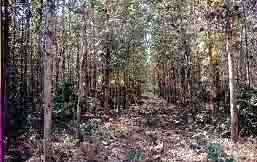 Teak Plantation - 2000 Image2