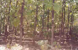 Teak Plantation - 1992 Image