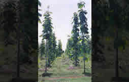 Teak Plantation - 3 year old Image