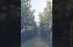 Teak Plantation - 2000 Image