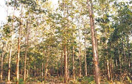 Teak Plantation- 1988 Image1