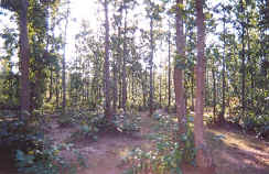 Teak Plantation - 1990 Image