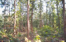 Teak Plantation - 1990 Image1